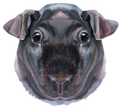 Cute cavy. Pig for T-shirt graphics. Watercolor Skinny Guinea Pig illustration