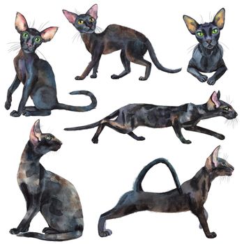 Watercolor set of oriental cats. Hand drawn black short hair pets on white background.