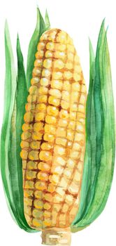 An ear of yellow corn, watercolor illustration