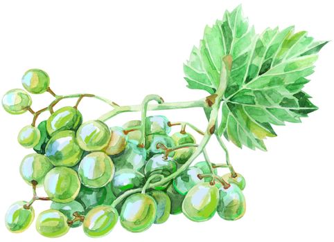 Watercolor green grape with leaf on white background