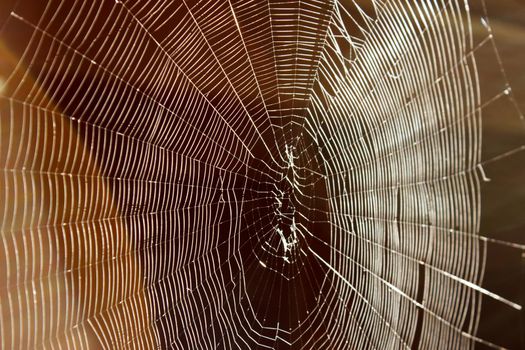 spider web on sunny summer morning. outdoor closeup