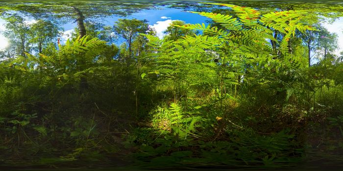 Forest on a Sunny summer day. 360-Degree view.