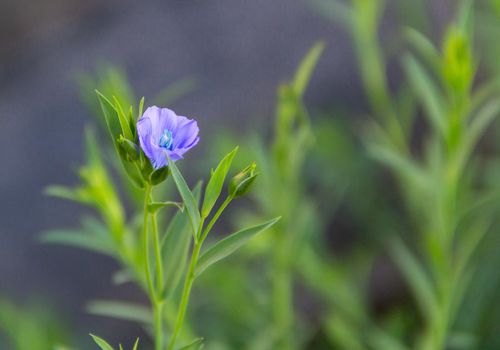 a budding blue flax flower in spring