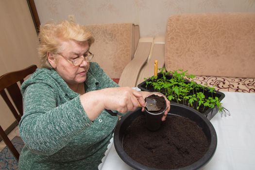 An elderly woman shovels compost from a basin into a seedling pot