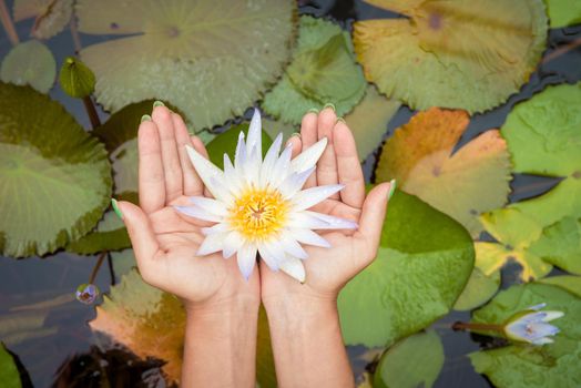 Woman holding lotus flower waterlily