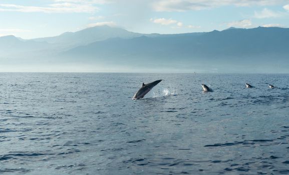 Dolphins in Pacific Ocean