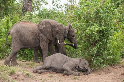 African Elephant Loxodonta africana resting 13719