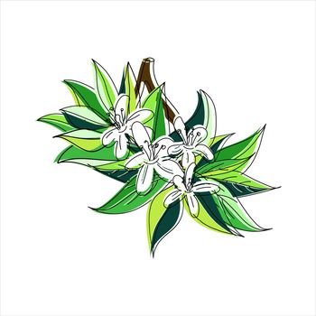 Vector illustration of a blossoming branch with flowers. Doodle style with offset outlines.