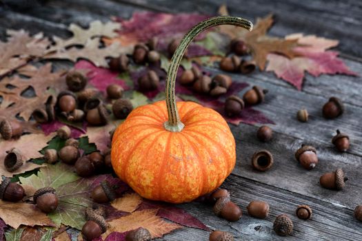Real whole pumpkin plus acorns and foliage leaves on weathered wooden planks for the Autumn holiday season of Halloween or Thanksgiving background 