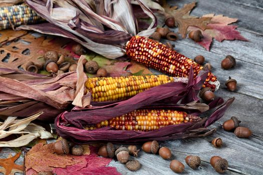 Real corn plus acorns and foliage leaves on weathered wooden planks for the Autumn holiday season background