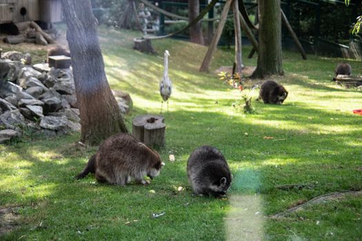 Raccoons sneak through the forest