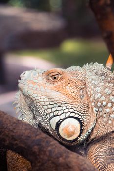 Head and eye of a green iguana