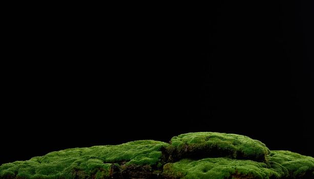 growing green moss on a black background. Backdrop for displaying products, natural cosmetics