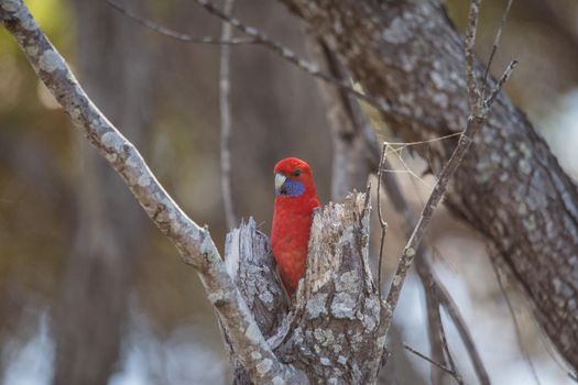 Crimson Rosella. Australian native parrot. Australian fauna.