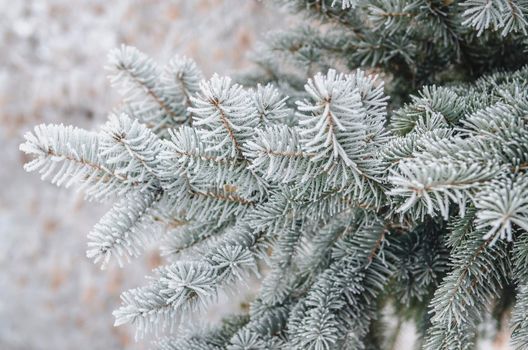 frost and snow on green needles of fir trees