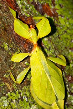 Leaf Insect, Sinharaja National Park Rain Forest, Sri Lanka