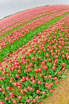 Red-white Colorful Tulips Fields, Netherlands, Europe