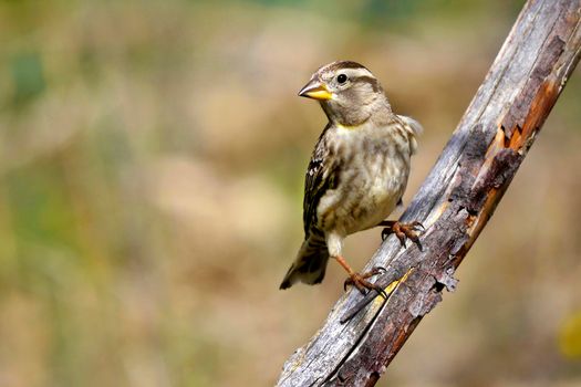 Rock Sparrow, Mediterranean Forest, Spain
