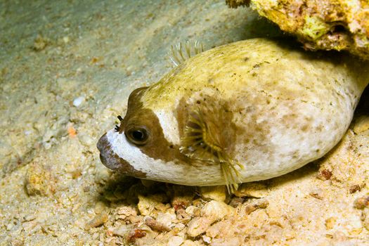 Masked putterfish, Coral Reef, Red Sea, Egypt