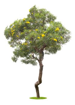 The freshness big green tree with yellow flowers isolated on white.