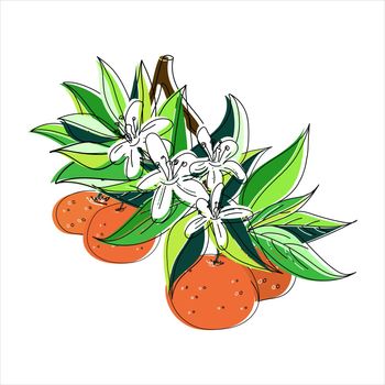 Vector illustration of a blossoming branch with flowers and mandarin and orange. Doodle style with offset outlines.