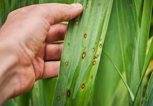 Fungal spots on leaves. Common Plant Diseases. Black spot or blotches on garden plant. Blight infected stems. Canker wounds by bacterial pathogens. Man holding foliage with brown areas and yellow halo