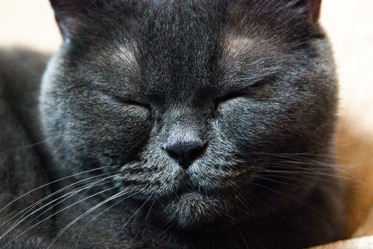 a gray cat of British or Scottish breed lies on the bed