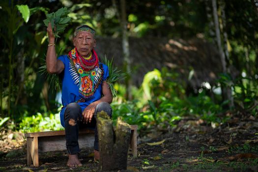 Old shaman of the Cofan nationality sitting on a small wooden bench performing a healing ritual in the middle of the Amazon jungle