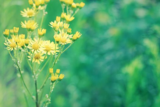 Yellow flowers against green bulled grass background