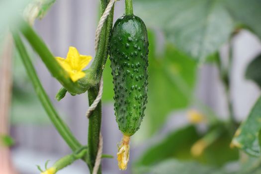 Cucumber growing on a plant , closeup