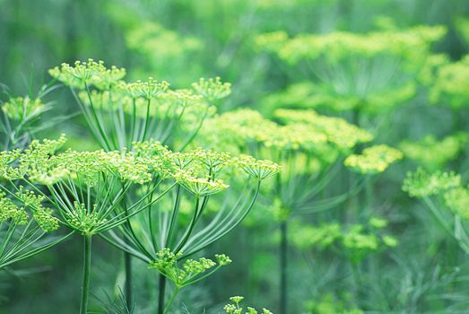 Dill plants blooming in the garden, growing organic herbs