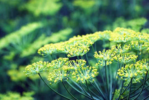 Dill blooming in kitchen garden, flowering herb closeup