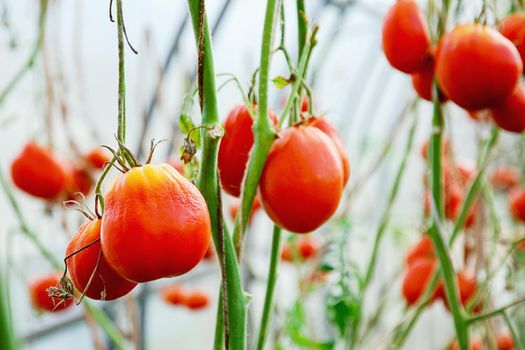 Red tomato on plants without leaves grown in greenhouse
