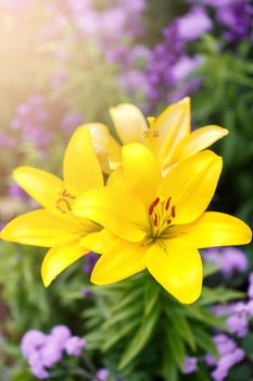 Three yellow lilies in the garden