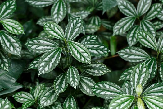 Fittonia variegated close up.