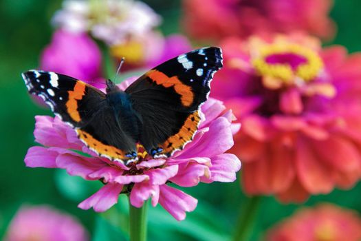 Vanessa atalanta butterfly on garden flower