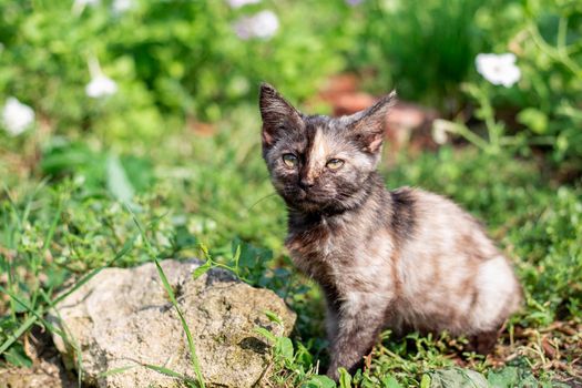 Black spotted kitten in the green grass. Cute pets.