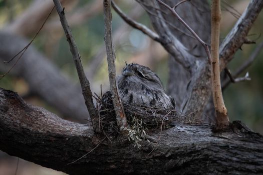 Tawny Frogmouth nesting on top of its chicks.