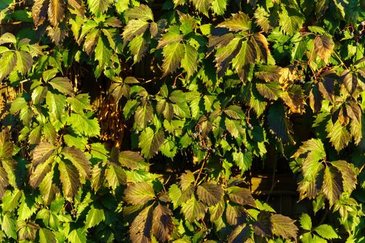 Parthenocissus quinquefolia Parthenocissus inserta grape is a woody vine of the Maiden Grape genus. Background texture