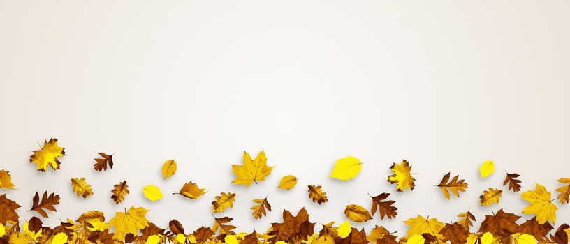 Colorful bright leaves isolated on white background