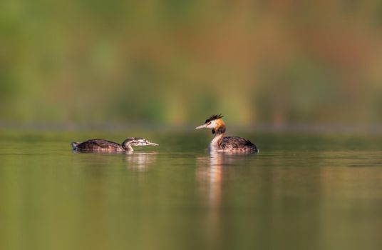 great crested grebe family at feeding on a pond