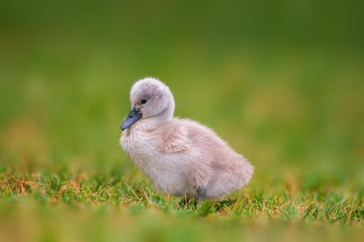 young swan chick on a green bank