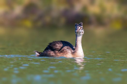 young great crested grebe chick swims on a pond
