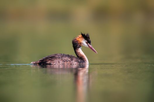 adult great crested grebe swims on a pond
