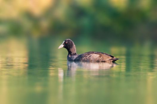 bald coot swims on a pond