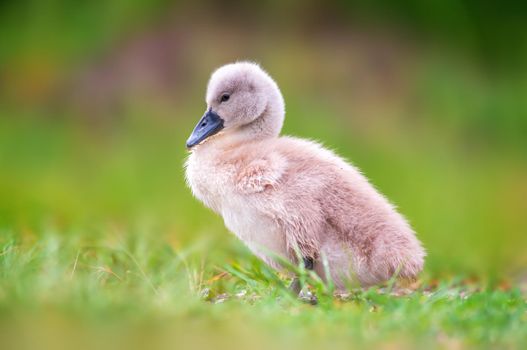 young swan chick on a green bank
