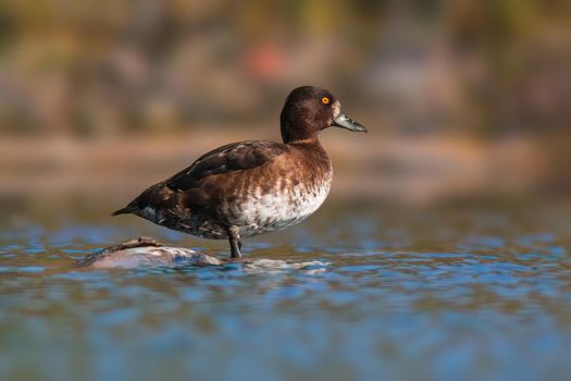 tufted duck sunbathes on a pond