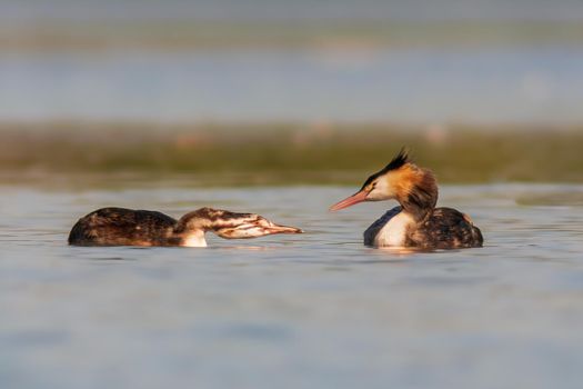 great crested grebe family at feeding on a pond