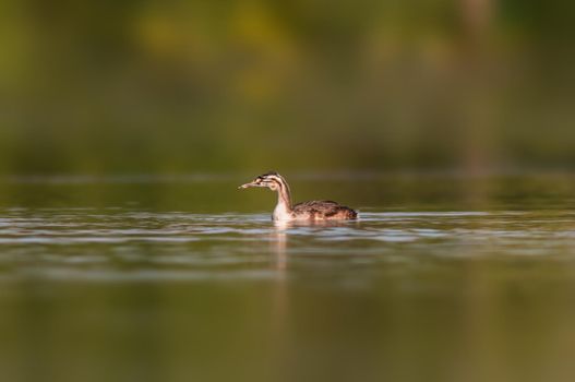 young great crested grebe chick swims on a pond