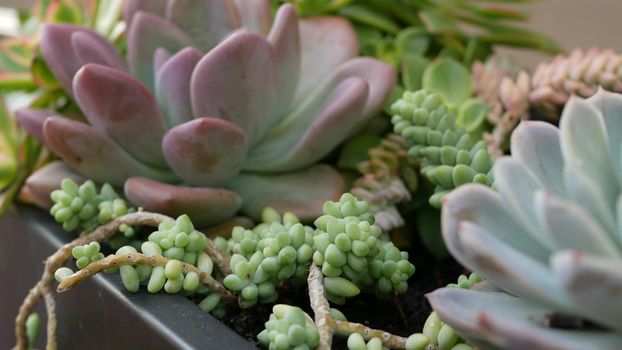 Succulent plants collection, gardening in California, USA. Home garden design, diversity of various botanical hen and chicks. Assorted mix of decorative ornamental echeveria houseplants, floriculture